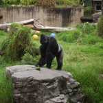 SF Zoo 2007 024