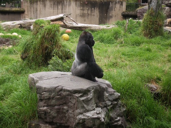 SF Zoo 2007 025