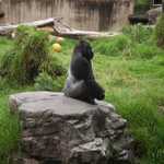 SF Zoo 2007 025