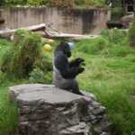 SF Zoo 2007 026