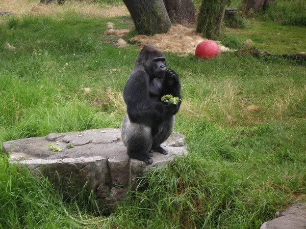 SF Zoo 2007 027
