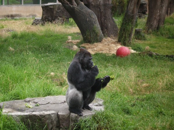 SF Zoo 2007 028