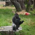 SF Zoo 2007 028