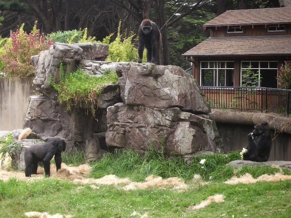SF Zoo 2007 029