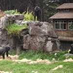 SF Zoo 2007 029
