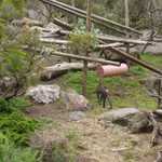 SF Zoo 2007 030