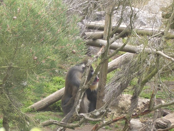 SF Zoo 2007 031
