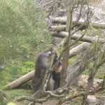 SF Zoo 2007 031