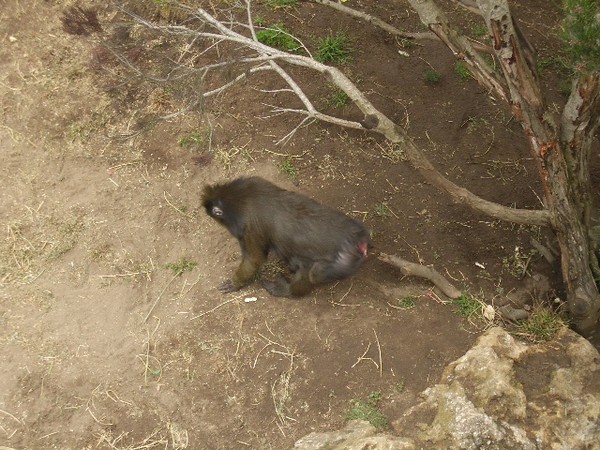 SF Zoo 2007 032