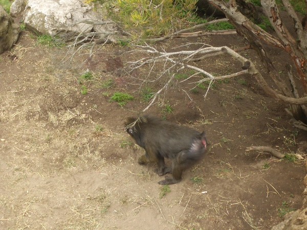 SF Zoo 2007 034