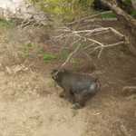 SF Zoo 2007 034