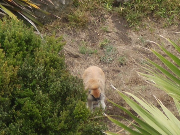 SF Zoo 2007 036