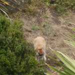 SF Zoo 2007 036