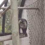 SF Zoo 2007 044