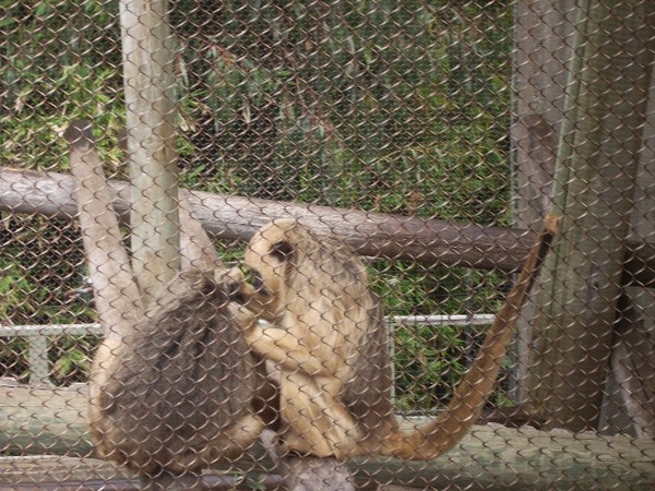 SF Zoo 2007 045