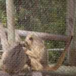 SF Zoo 2007 045