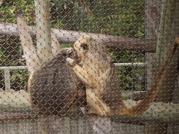 SF Zoo 2007 046