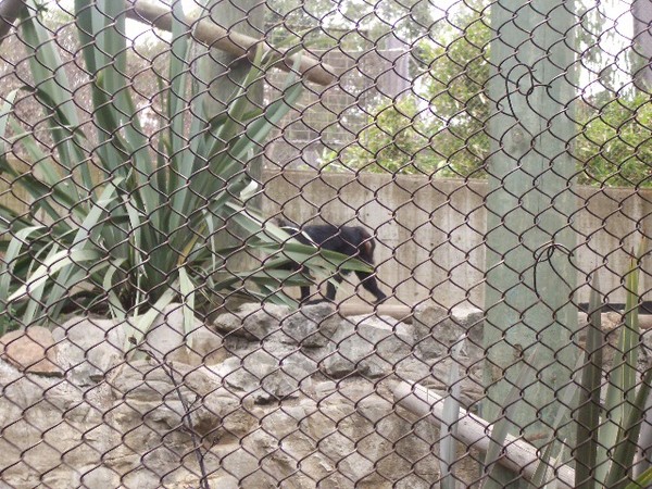 SF Zoo 2007 049