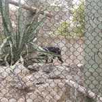 SF Zoo 2007 049