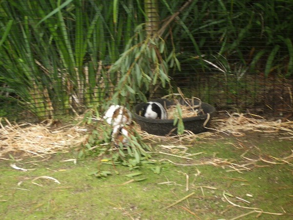 SF Zoo 2007 072