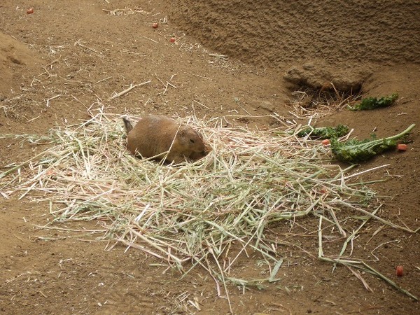 SF Zoo 2007 073