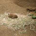 SF Zoo 2007 073