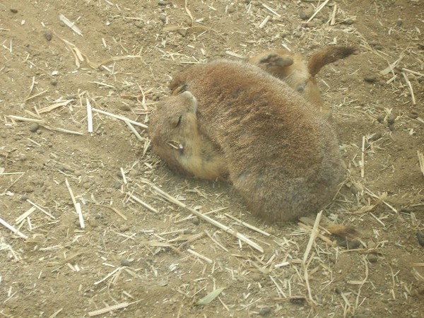 SF Zoo 2007 074