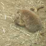 SF Zoo 2007 074