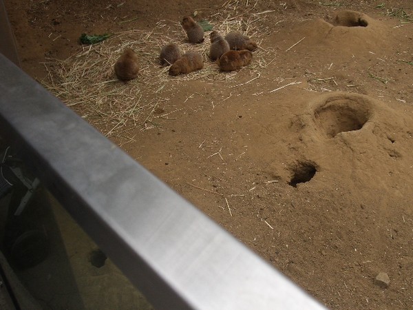 SF Zoo 2007 077