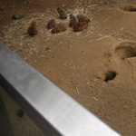 SF Zoo 2007 077
