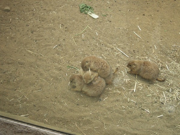 SF Zoo 2007 079