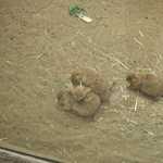 SF Zoo 2007 079