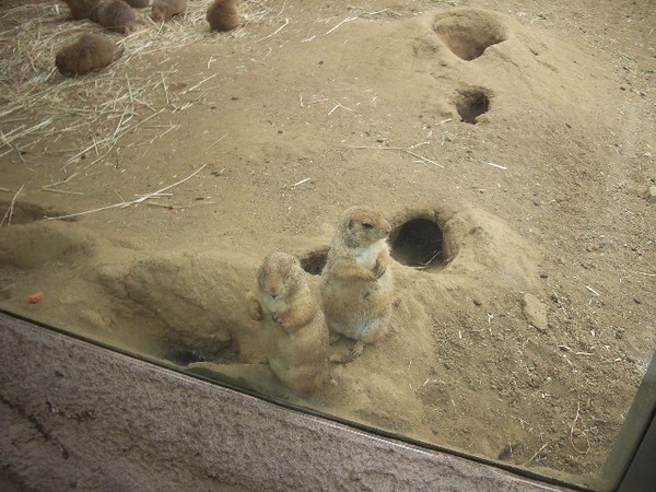 SF Zoo 2007 080