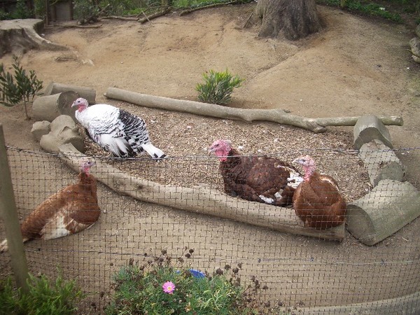 SF Zoo 2007 087