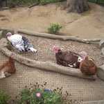 SF Zoo 2007 087