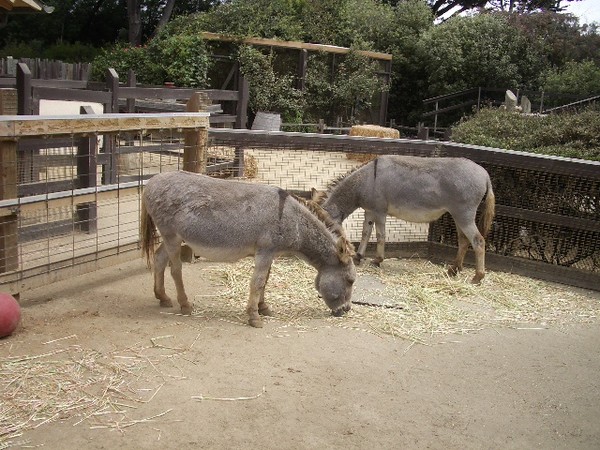 SF Zoo 2007 089