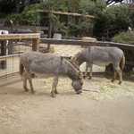 SF Zoo 2007 089