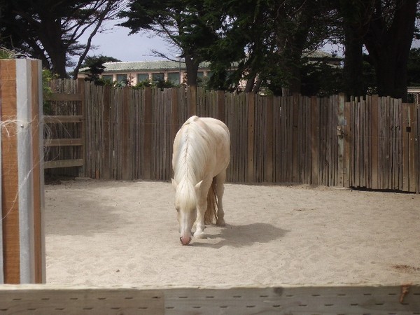 SF Zoo 2007 100