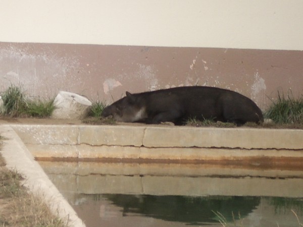 SF Zoo 2007 111
