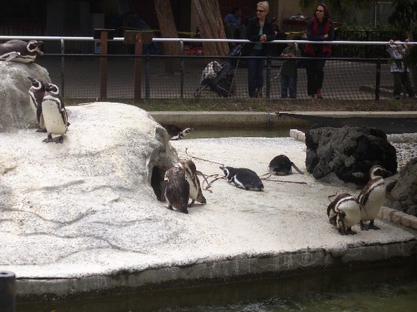 AHHHHHHHHHHH Penguins, RUN!!!!!