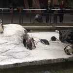 AHHHHHHHHHHH Penguins, RUN!!!!!