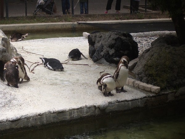 SF Zoo 2007 115