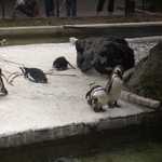SF Zoo 2007 115