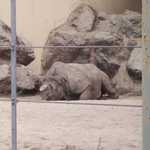 SF Zoo 2007 116