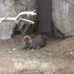 SF Zoo 2007 118