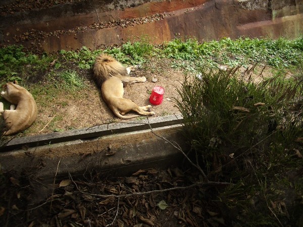 SF Zoo 2007 119