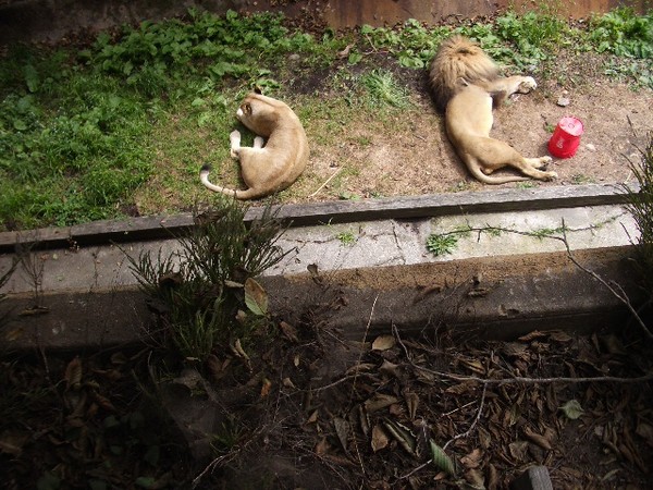 SF Zoo 2007 120