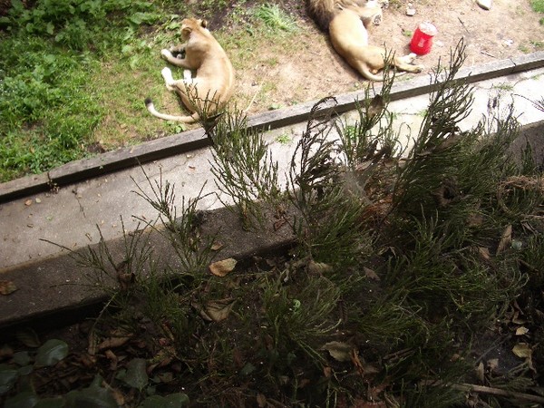 SF Zoo 2007 121