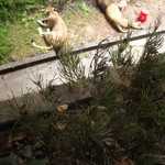 SF Zoo 2007 121