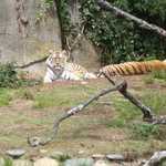 SF Zoo 2007 125